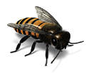 Bee Keepers in New Orleans