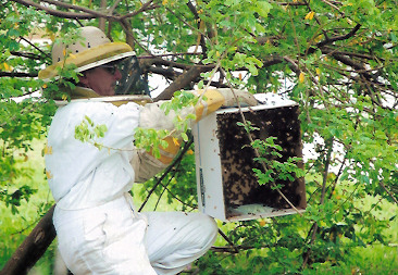 Glenn Gueho of Busy Bee Company removing honeybees to a hive