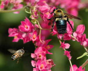 Beekeeping, live bee Removal Metairie, Kenner, River Ridge, St. Rose, Destrehan, La Place, Lutcher, Arabi, Chalmette