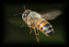 Live bee removal, New Orleans, Metairie, Kenner and Mississippi Gulf Coast