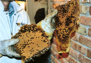 Honeycomb removed from a house