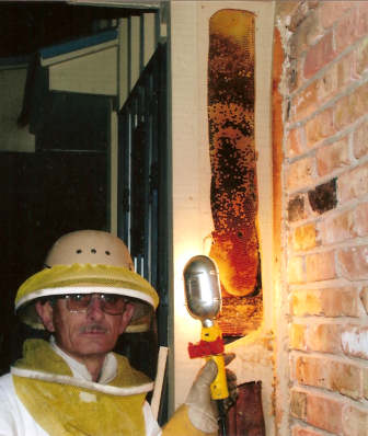 Night-time live bee removal